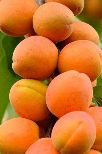 Абрикос колоновидний ‘Зоряний’|Prunus columnar ‘Zoryanyi’|Абрикос колоновидный ‘Звездный’